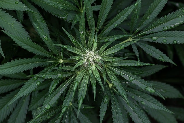 Benefits of Delta-8: How This Cannabinoid Can Enhance Your Life