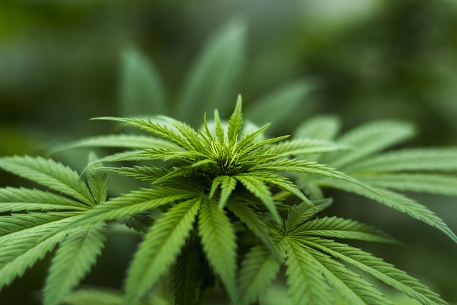 Why Try Delta-8? Exploring Its Unique Benefits and Effects